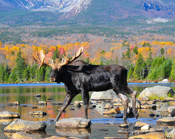 Moose walking