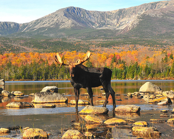 Moose and Mt. Kathadin