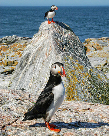 Puffins at Machias Seal Island