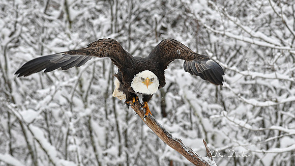 Bald Eagle-Coming After You